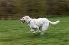 White labrador dog running across yard with green grass, Kentucky Art Print